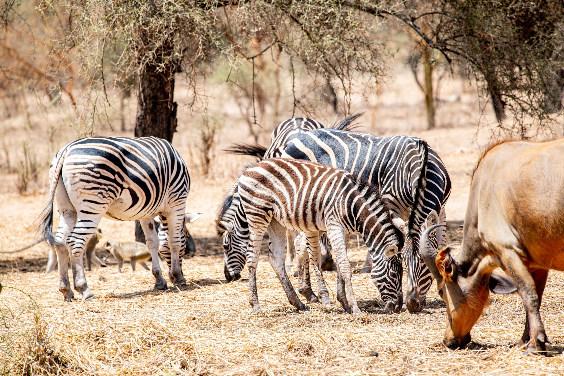 Zebras in the Bandia Reserve , Senegal